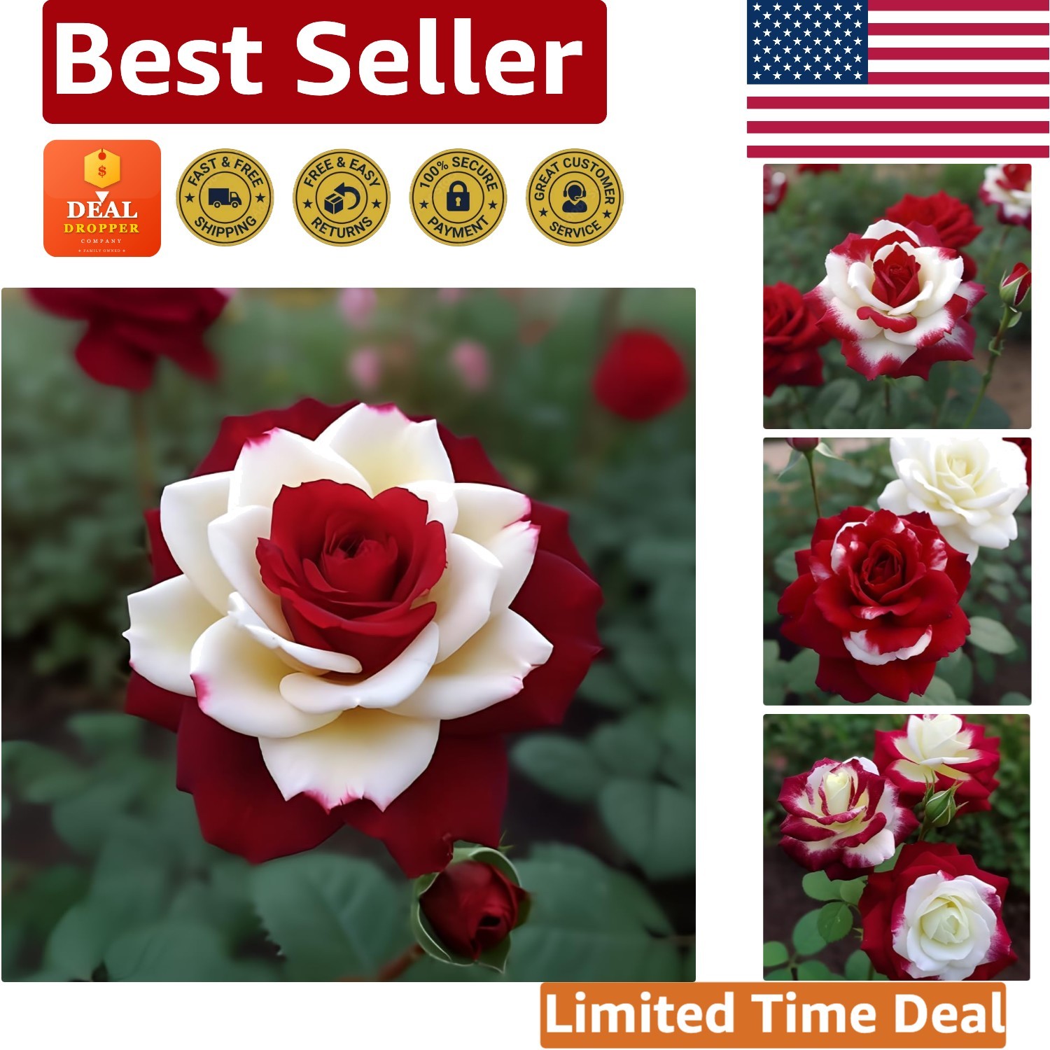Captivating 20 Count Twin Red White Rose Seeds – Perfect for Garden Enthusiasts