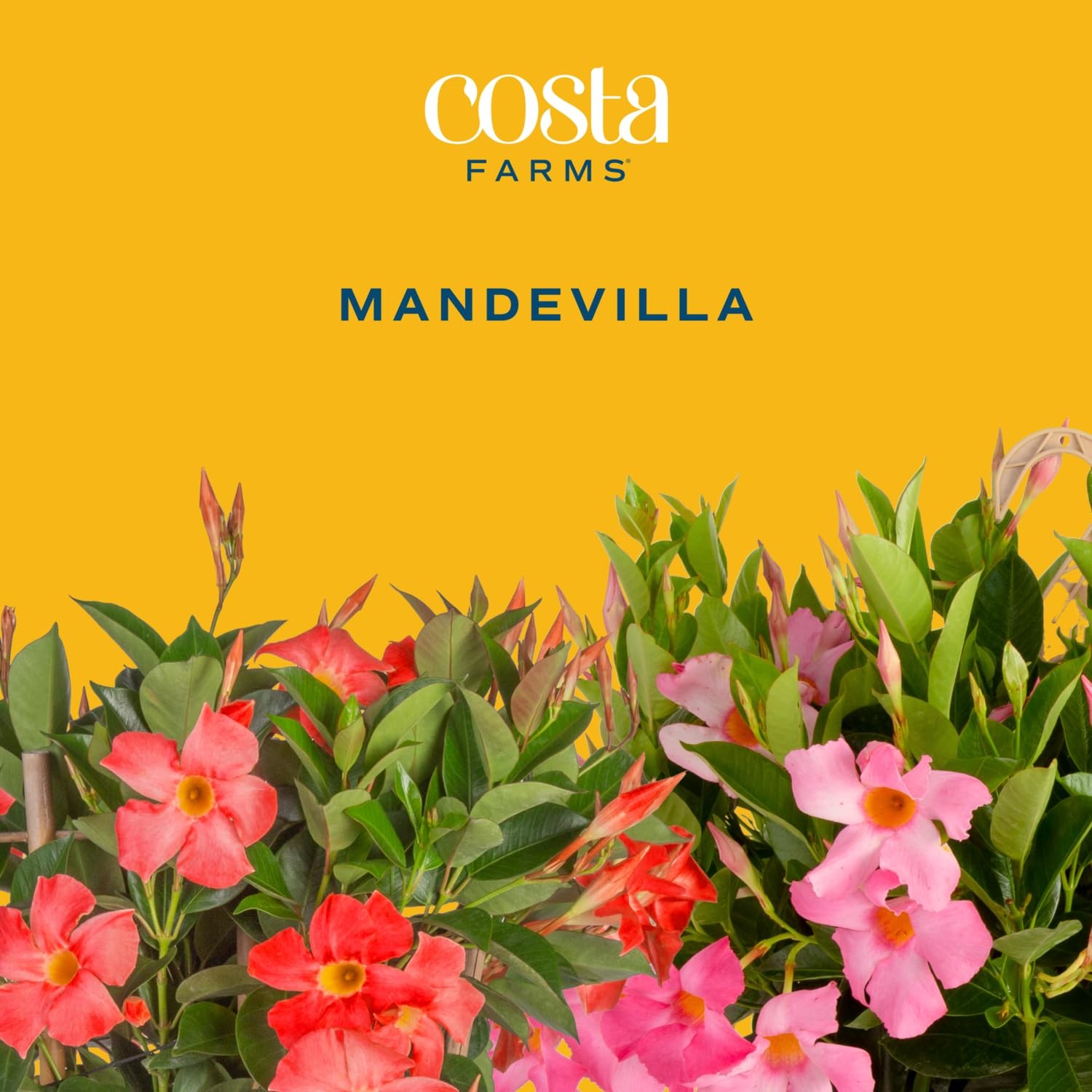 Costa Farms Live Mandevilla Outdoor Plants 4Pack, Pink Flowering Vines in 1.5…