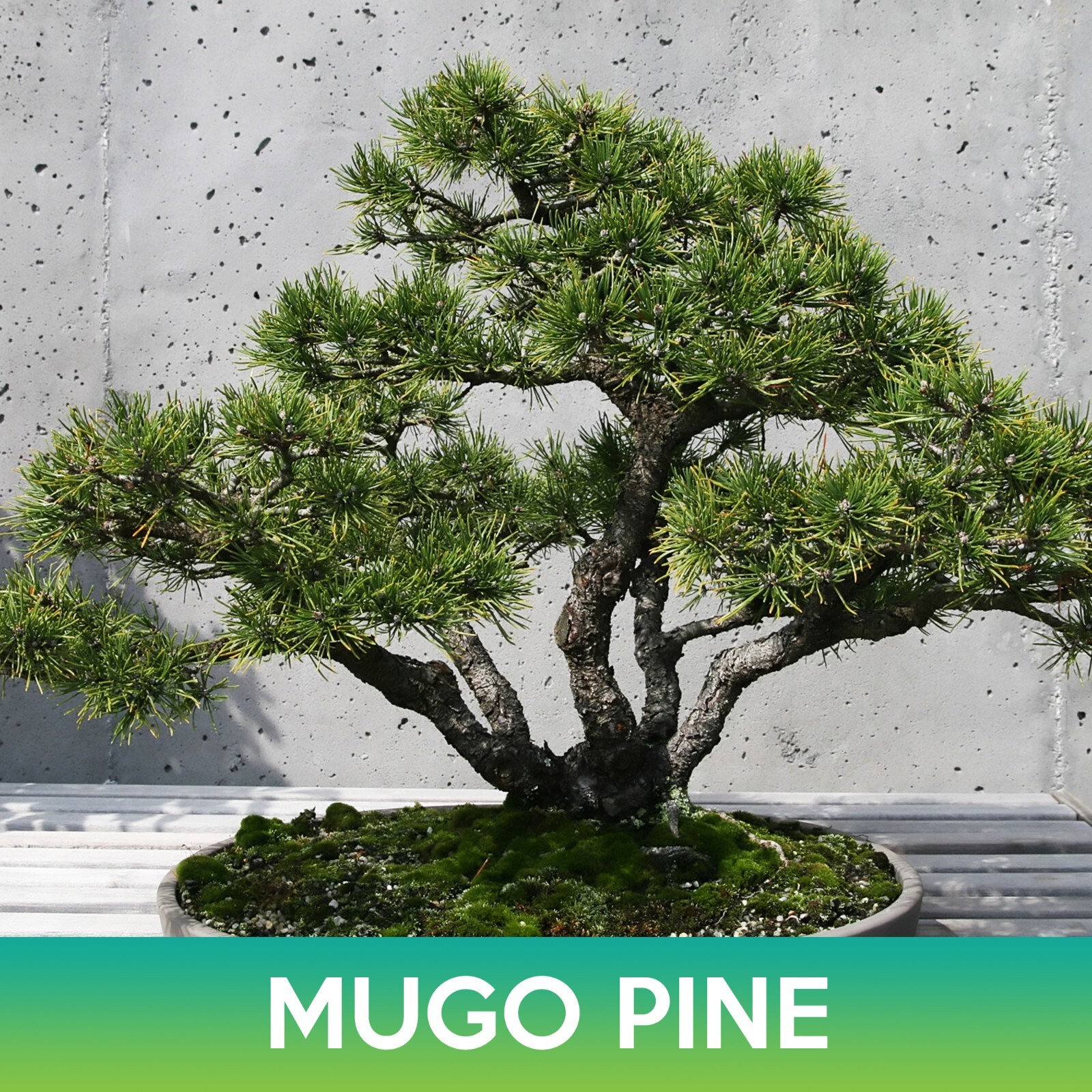 Mugo Pine Seeds, Swiss Mountain Pine, Pinus mugo