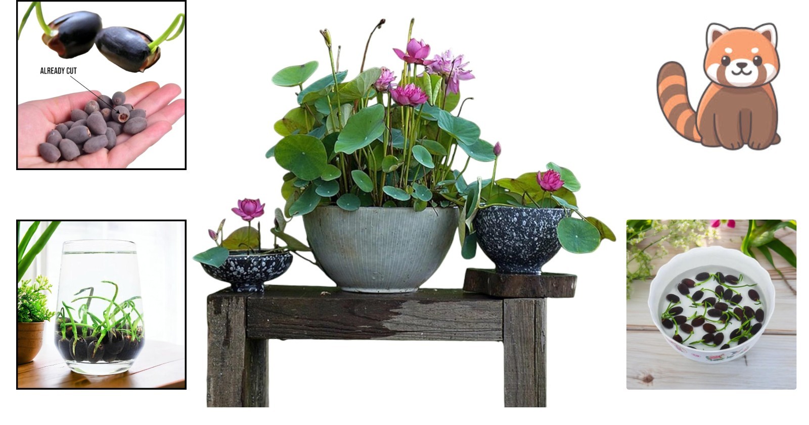 12pcs Mixed Pink, Red & Green Lotus Seeds for Gorgeous Indoor & Outdoor Gardens