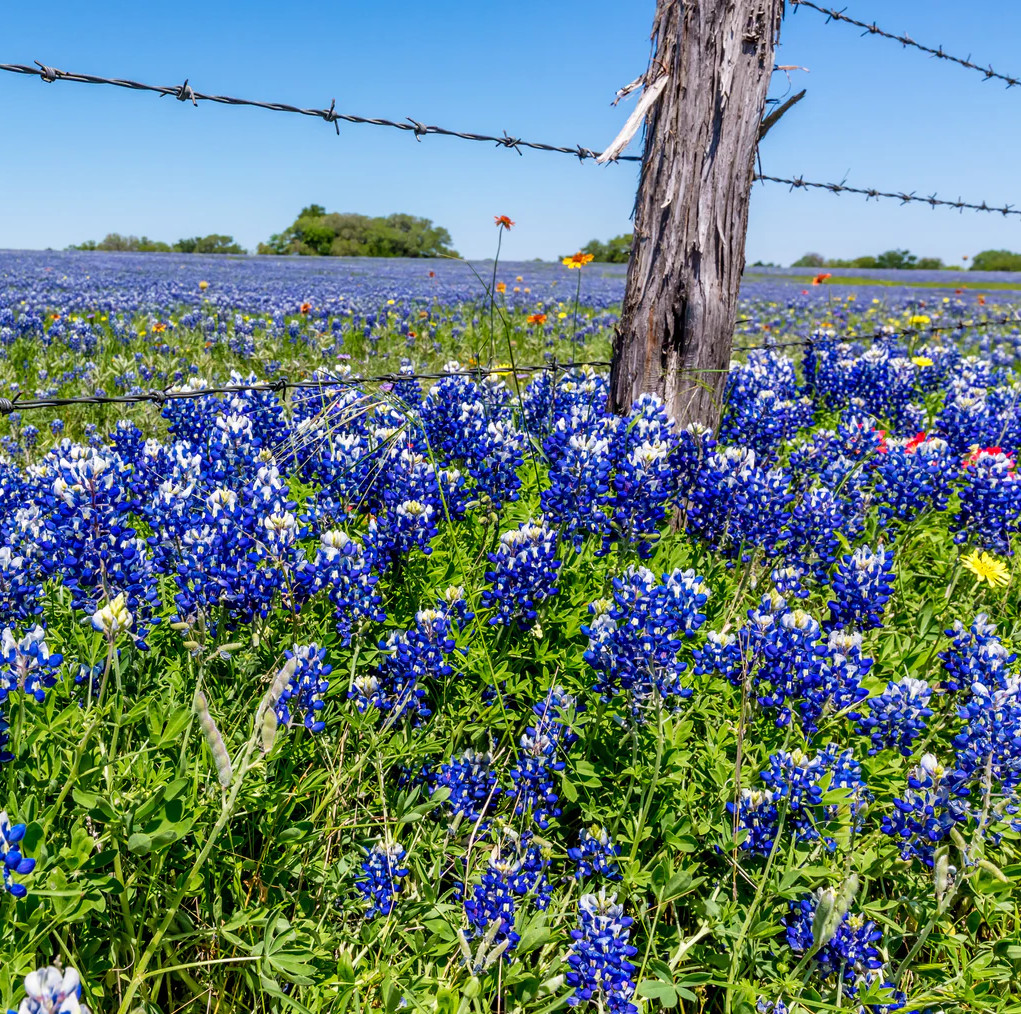 100+ Texas Bluebonnet Seeds – Hummingbords Butterflies – Fragrant – Bright Color