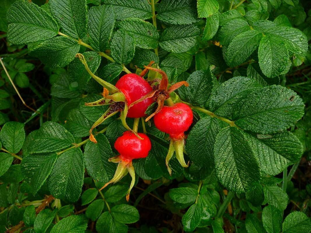 30 Sea Tomato Seeds for Planting – Rosa Rugosa