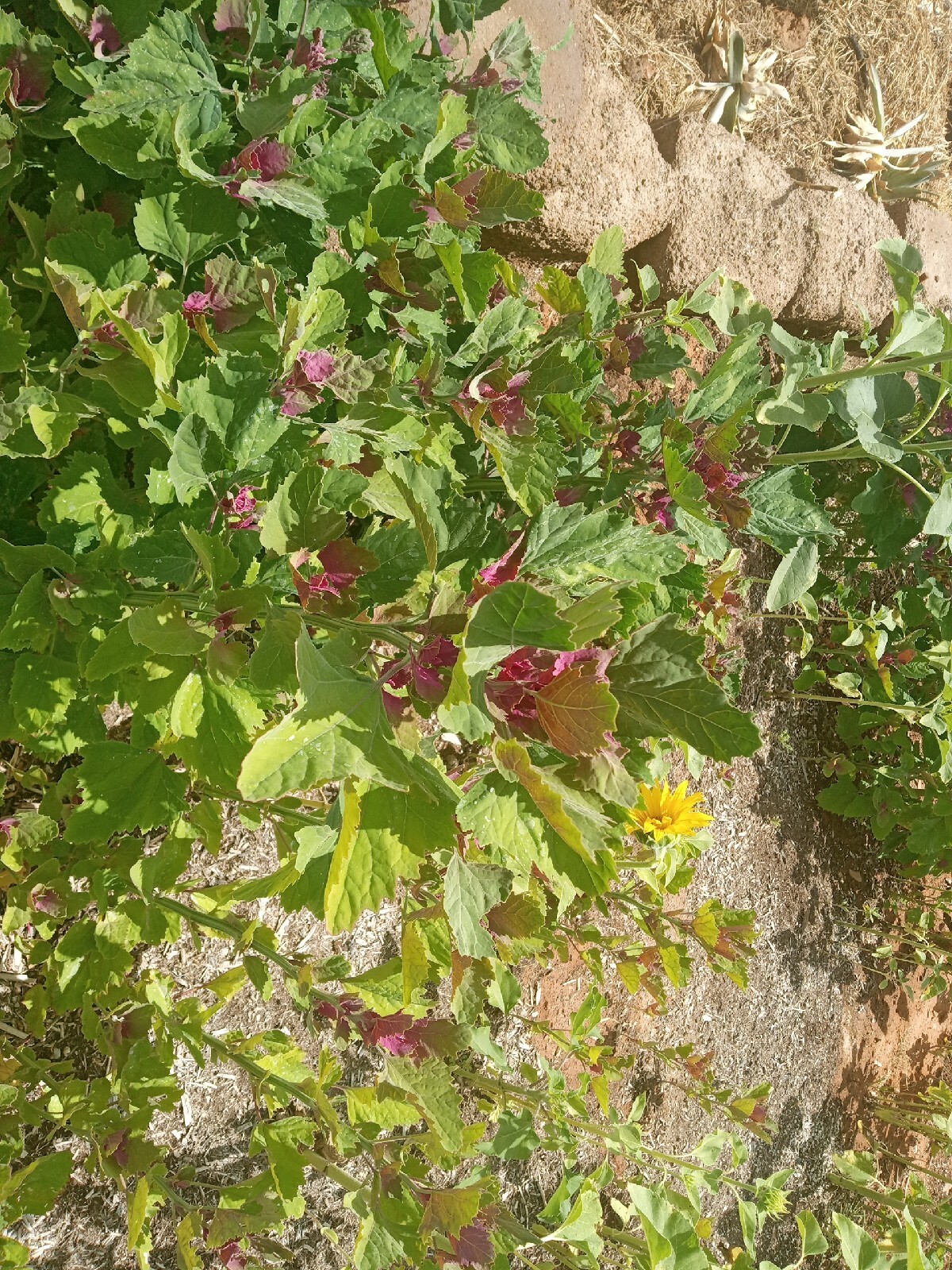 Lambsquarters Magenta Spreen , ~500 Seeds,Organic NonGmo grows 10ft tall