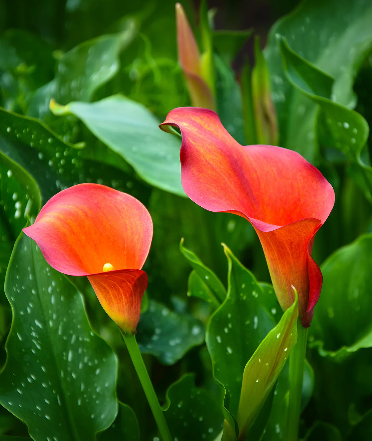 Capt. Triniti Calla Lily – 3 tubers