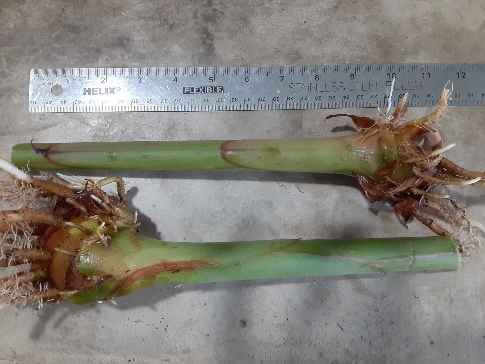 2x Hedychium butterfly ginger rhizomes, Tropical Lily. Easy to care for plant.