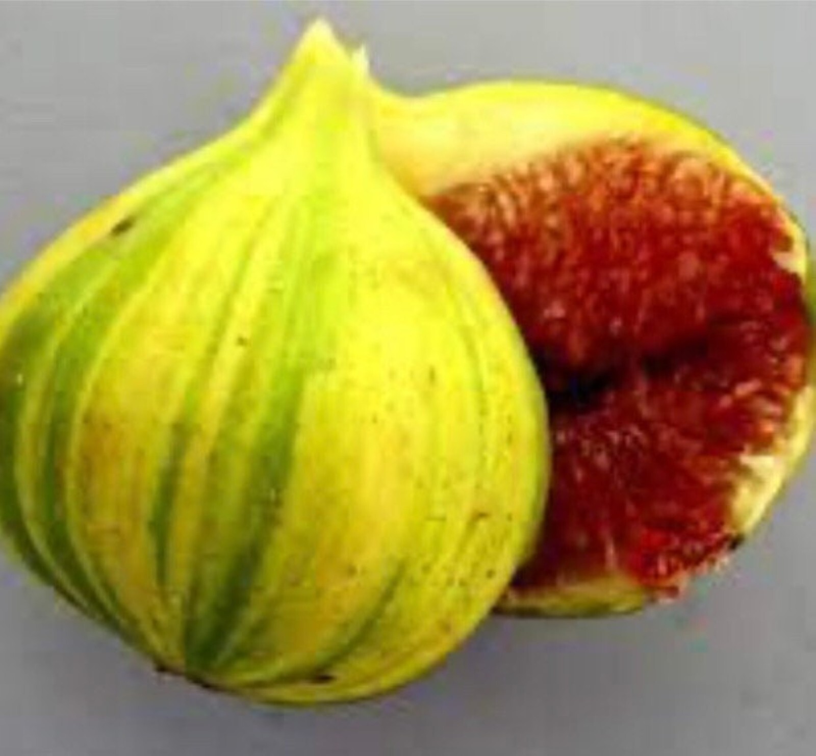 1 liter container Panache Tiger Fig Plant – Ficus carica variegated Sweet