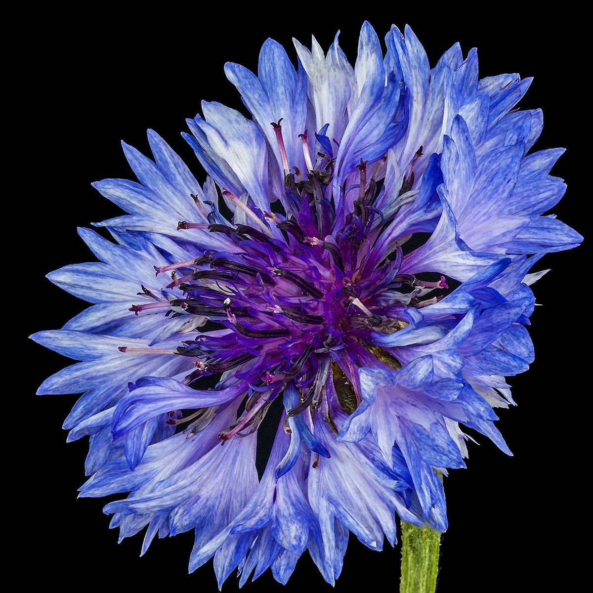 501+CORNFLOWER BACHELOR BUTTON Mixed Seeds Cut Dried Flowers Garden Container