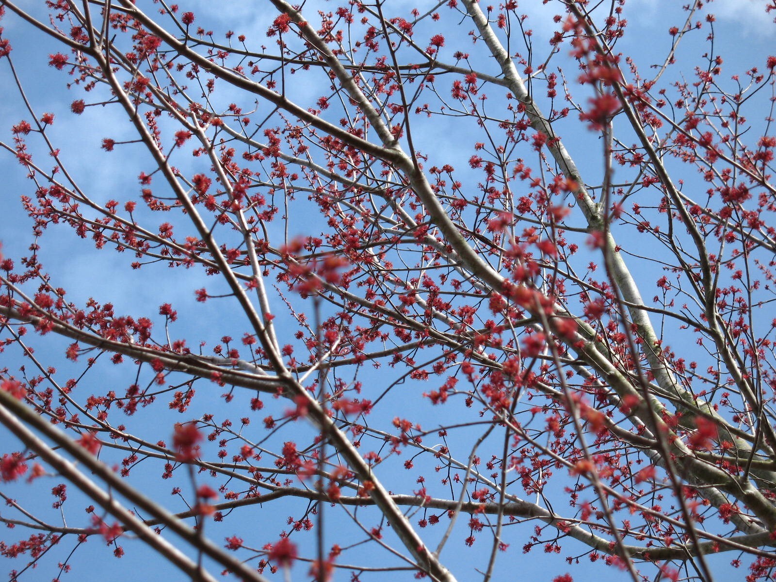 50 TREE SEEDS: Red Maple (Acer rubrum) | USA SELLER – Hand picked April 2025