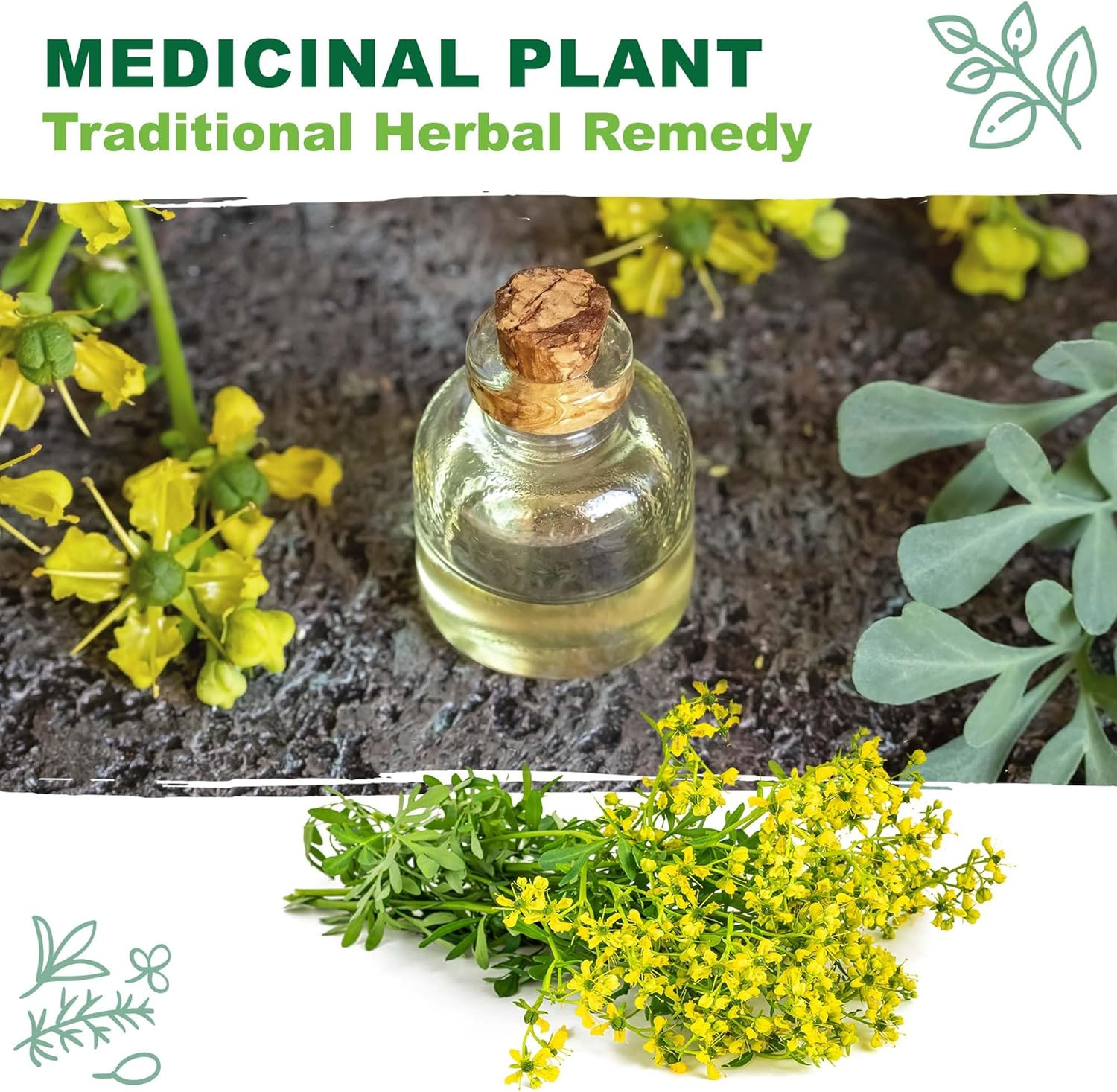 – Rue Seeds for Planting, 1 Gram, 500 Heirlooom Seeds, Non-Gmo, Instructions Inc