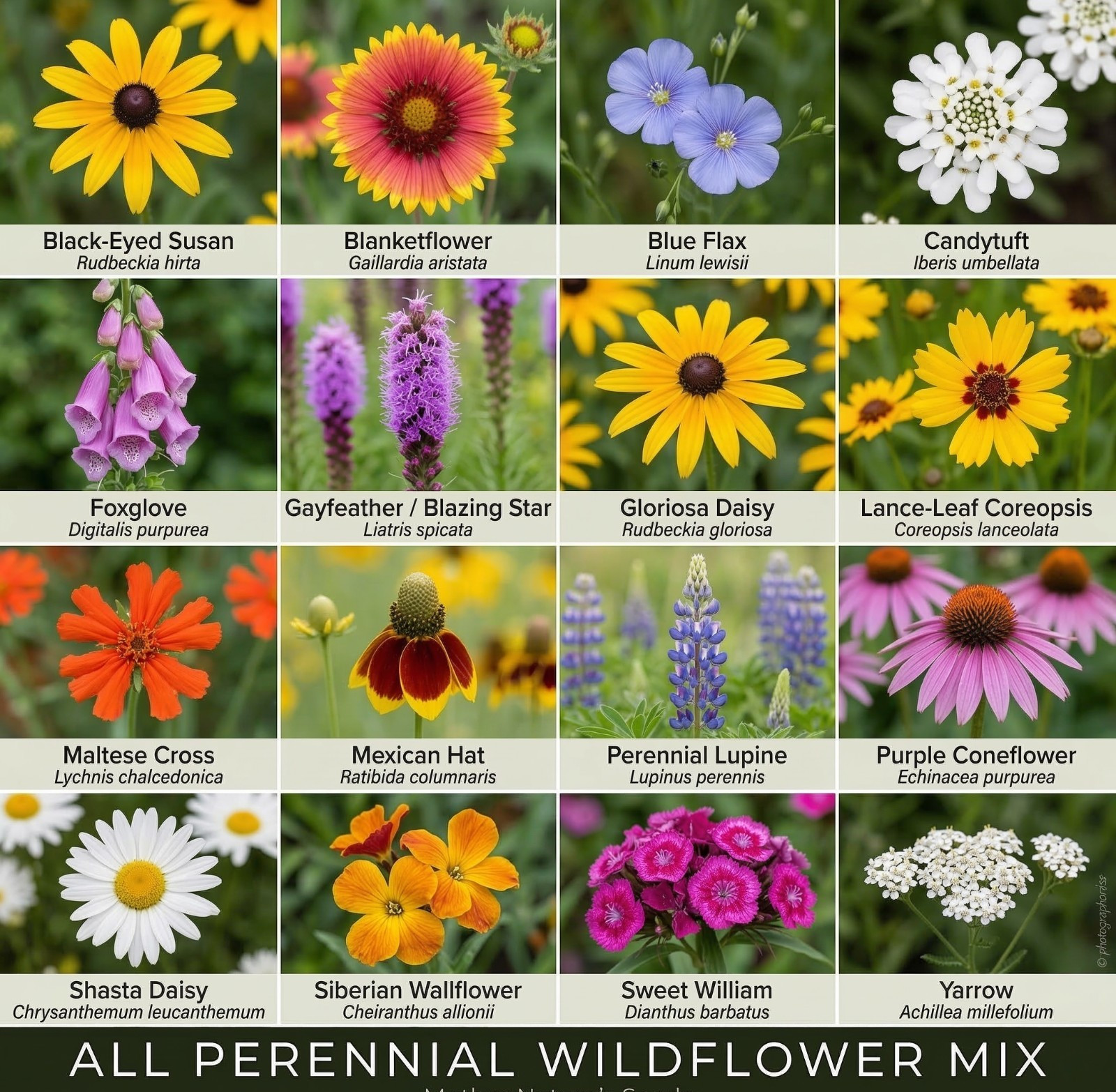 Wildflower Mix ALL PERENNIAL Heirloom Pollinator Garden USA Non-GMO 1000+ Seeds