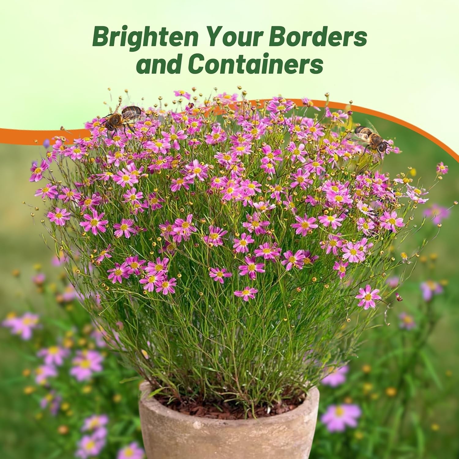 250 Seeds Coreopsis Rosea American Dream Xeriscape Garden Flower Seeds