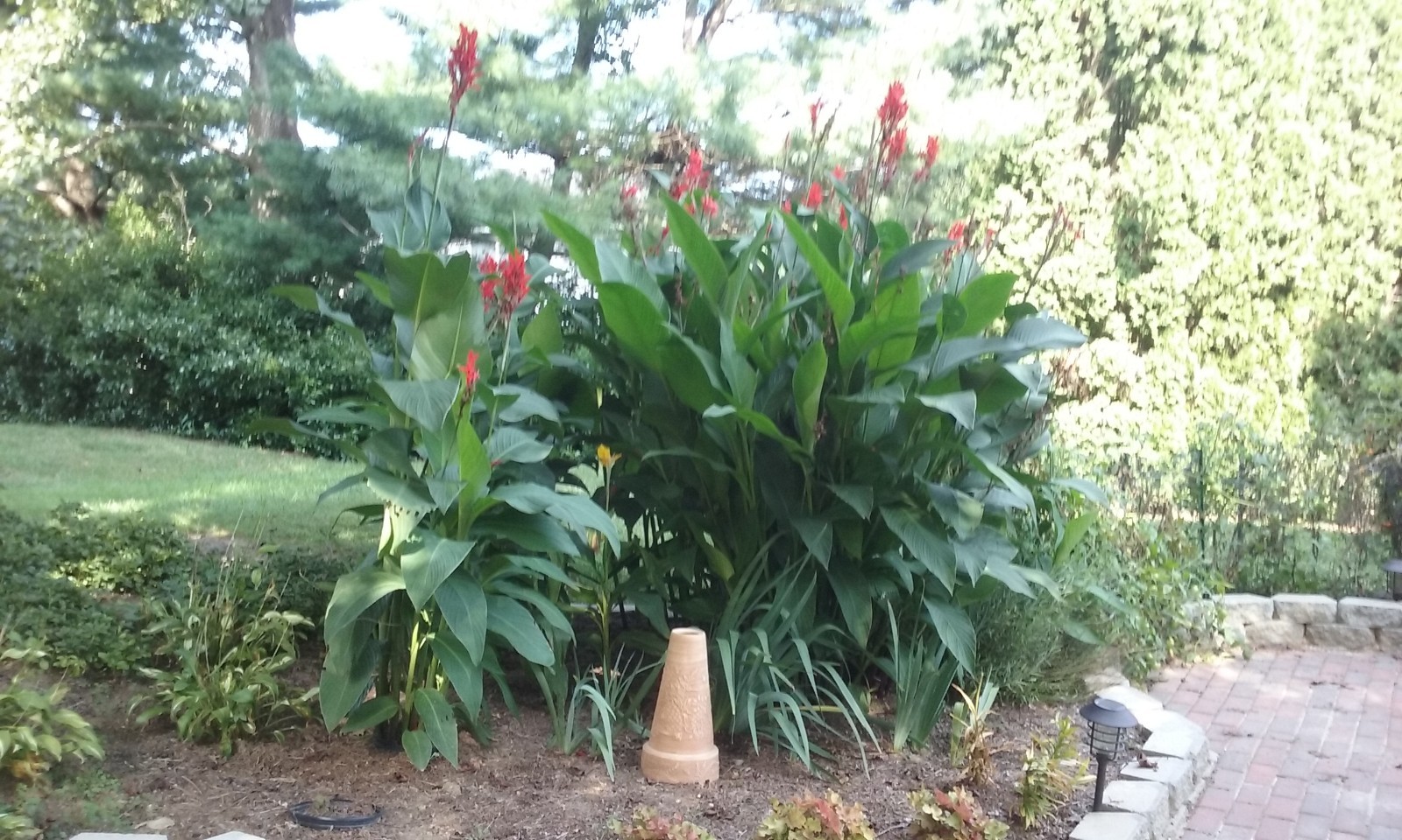 50 Canna Lily Seeds -Red Tall -Red Flower -Green Leaves -6-10 ft tall Free Ship