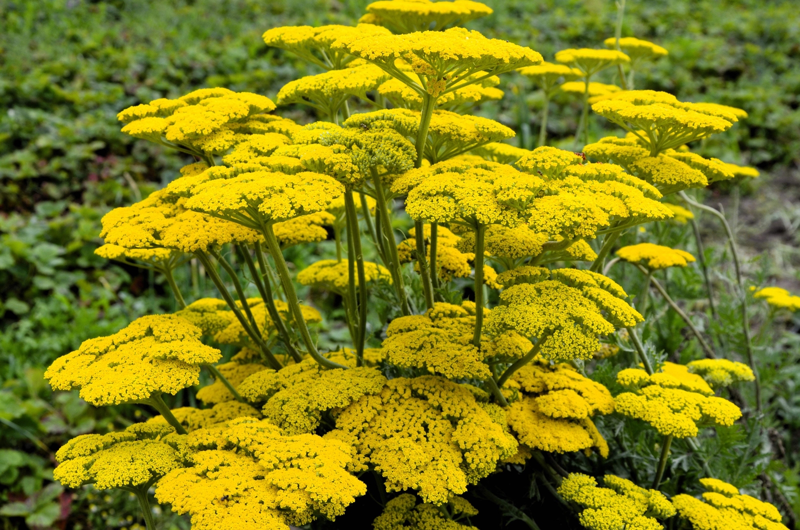 250 GOLD Golden Yellow YARROW Achillea Millefolium Flower Seeds