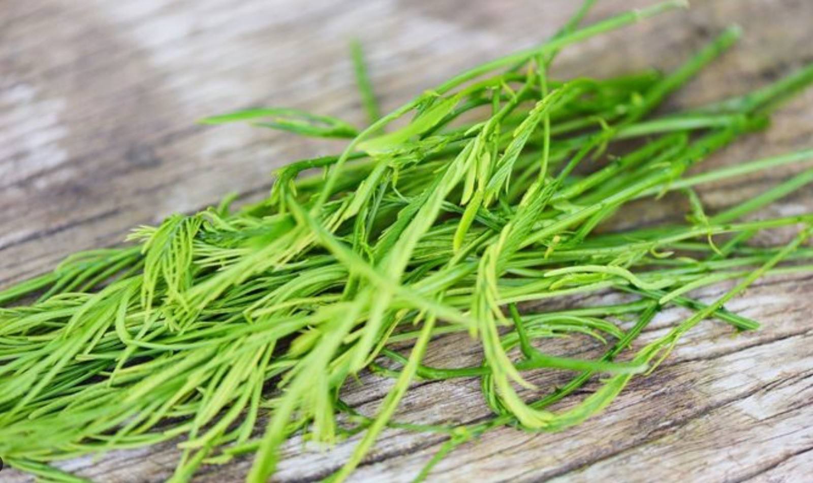 Climbing Wattle 10+ Seeds Senegalia Pennata Cha-Om Acacia Pennata From Thailand