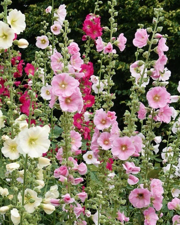 3 Pack Flower Seeds~Organic Heirloom~ Love In A Mist~Hollhock~Bachelor Button
