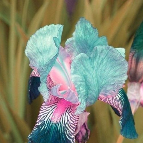 50 Heirloom Iris Seeds Fragrant Flower Plant (much less money than bulbs)