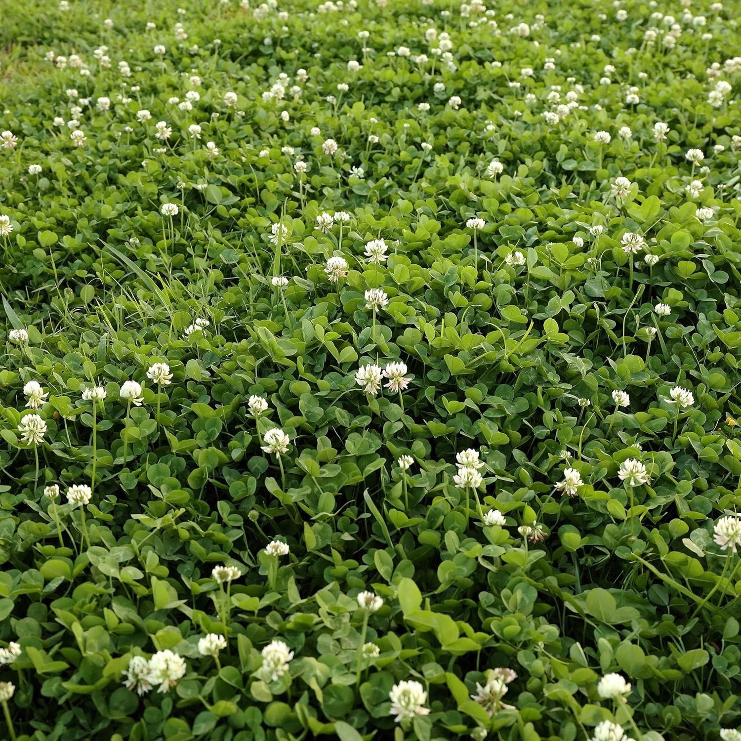 2 Lbs White Dutch Clover Seed For Sustainable Landscaping and Soil Health