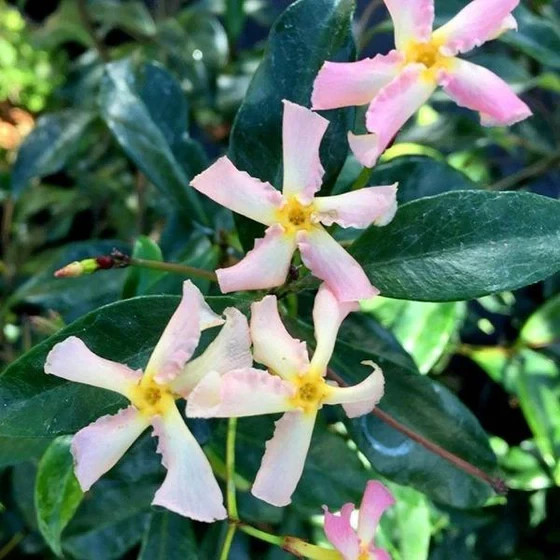100 Star Jasmine Seeds Climbing Vine Fragrant Flower Cold Hardy Garden Planting
