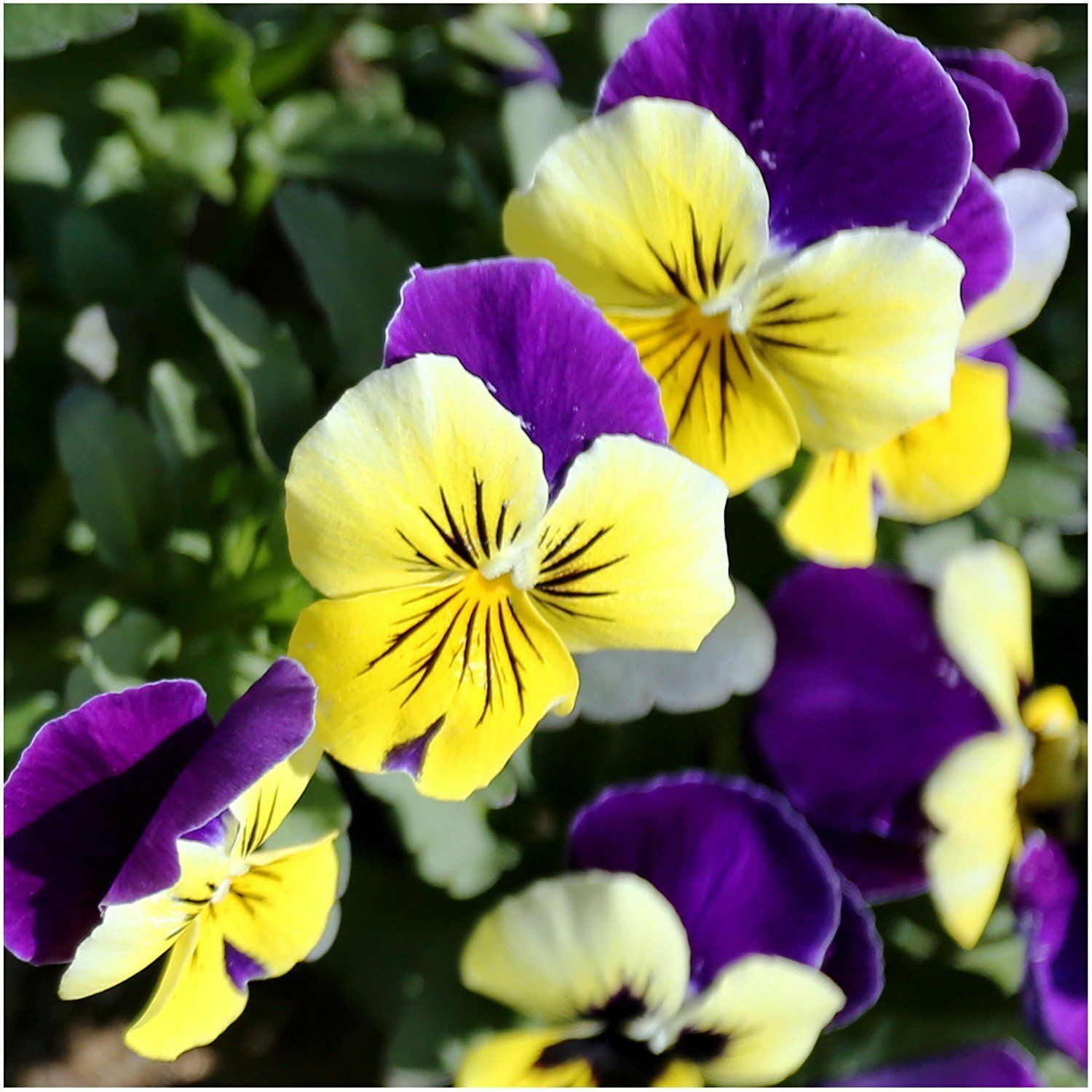 2000+ Bulk Seeds JOHNNY JUMP UP Viola Pansy Heirloom Flowers Quality Seed Butter