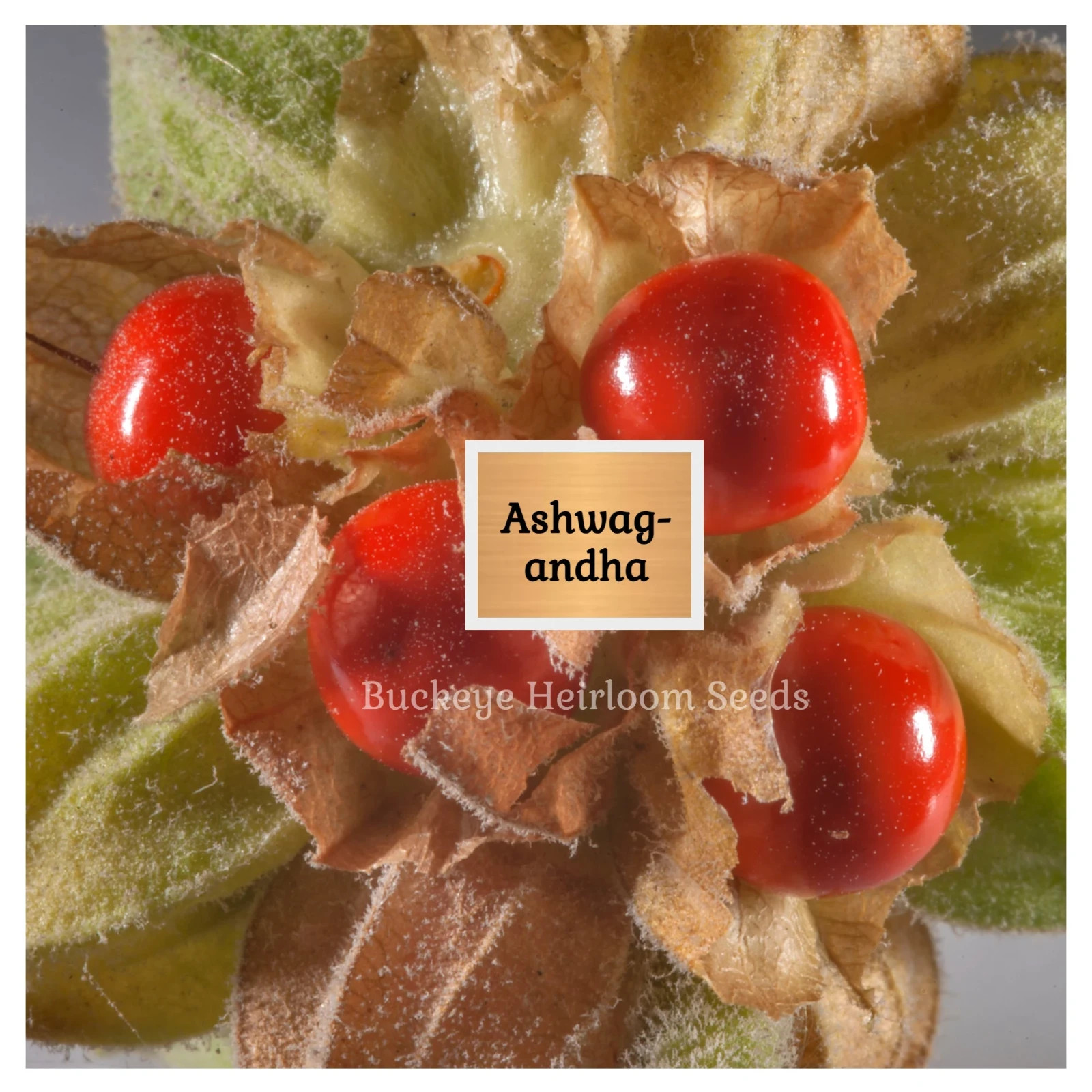 Ashwagandha | 200 Seeds | Withania somnifera | Ayurvedic Herb