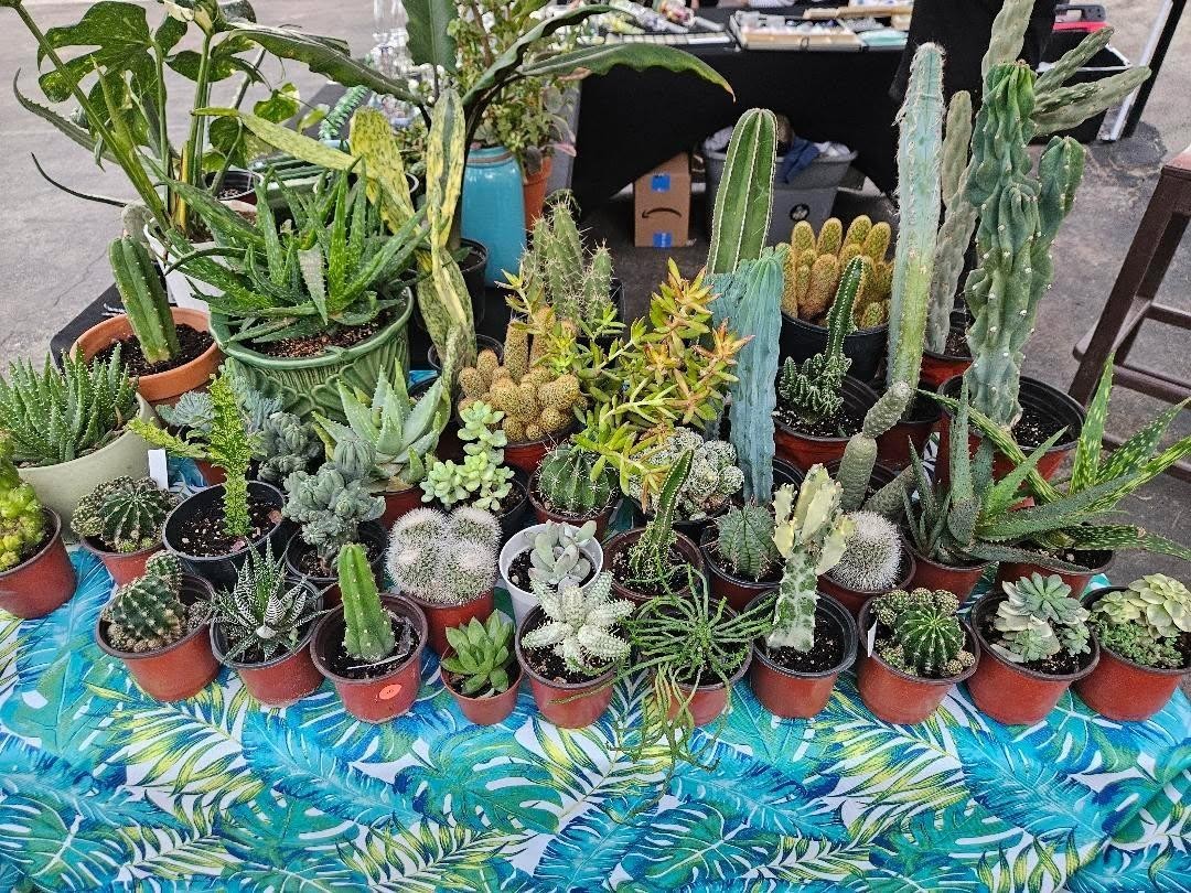 Mystery Box Of Rare And Beautiful Cacti, Succulents, Euphorbia And Aloes.