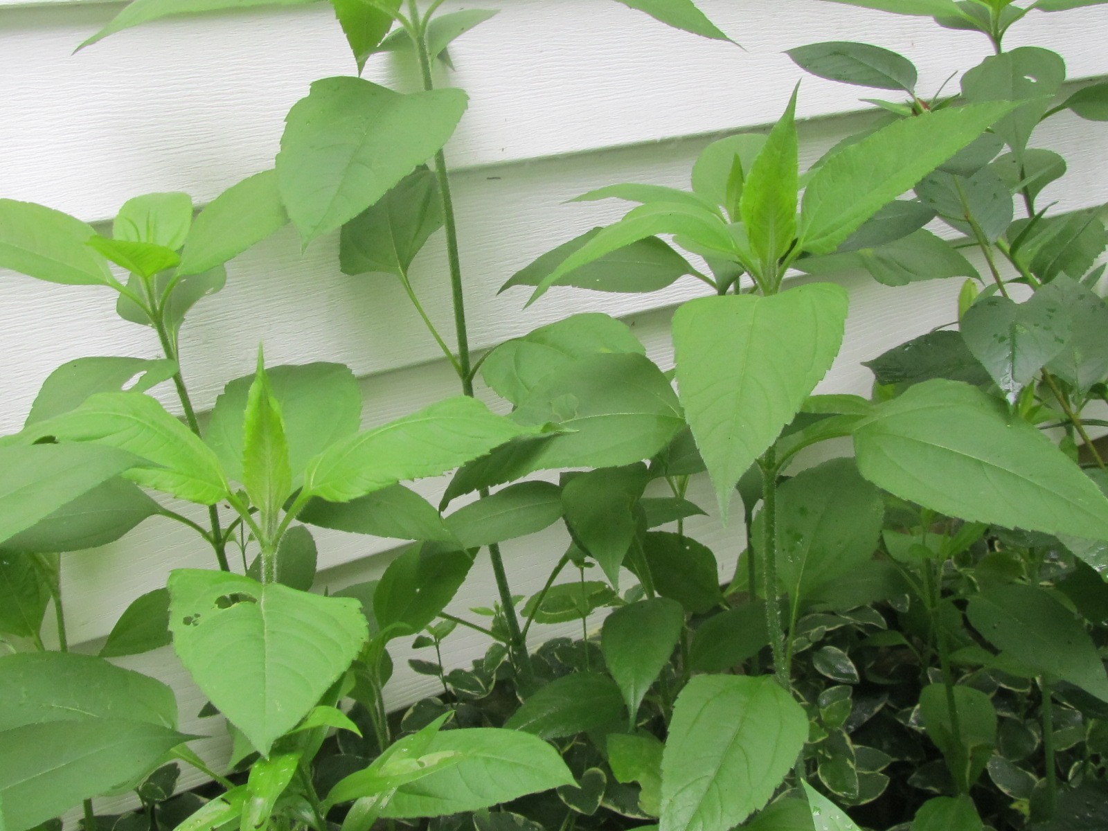 15+Fresh Leaves Jerusalem Artichoke Helianthus tubersosus, Earth Apple Sunchoke