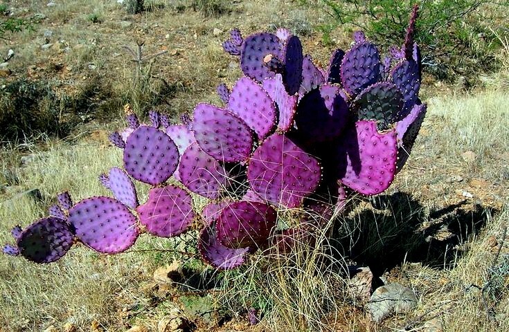 10 Purple Cactus (Opuntia santarita) Prickly Pear Fruit Rare, Fast, Hardy-Zone 7