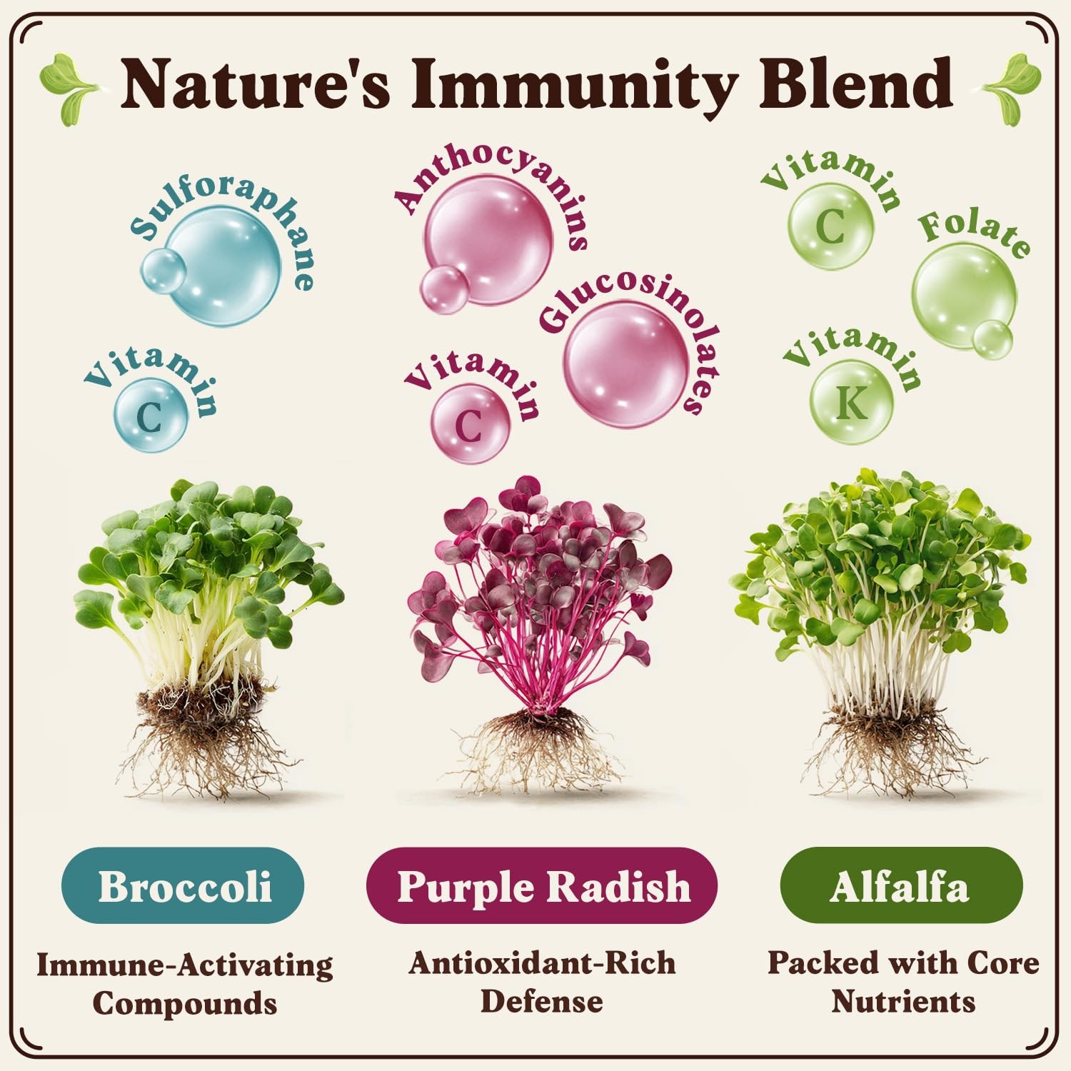 Organic NonGMO Sprouting Seeds Mix for Immune Health 8 oz Bag, 32 Servings