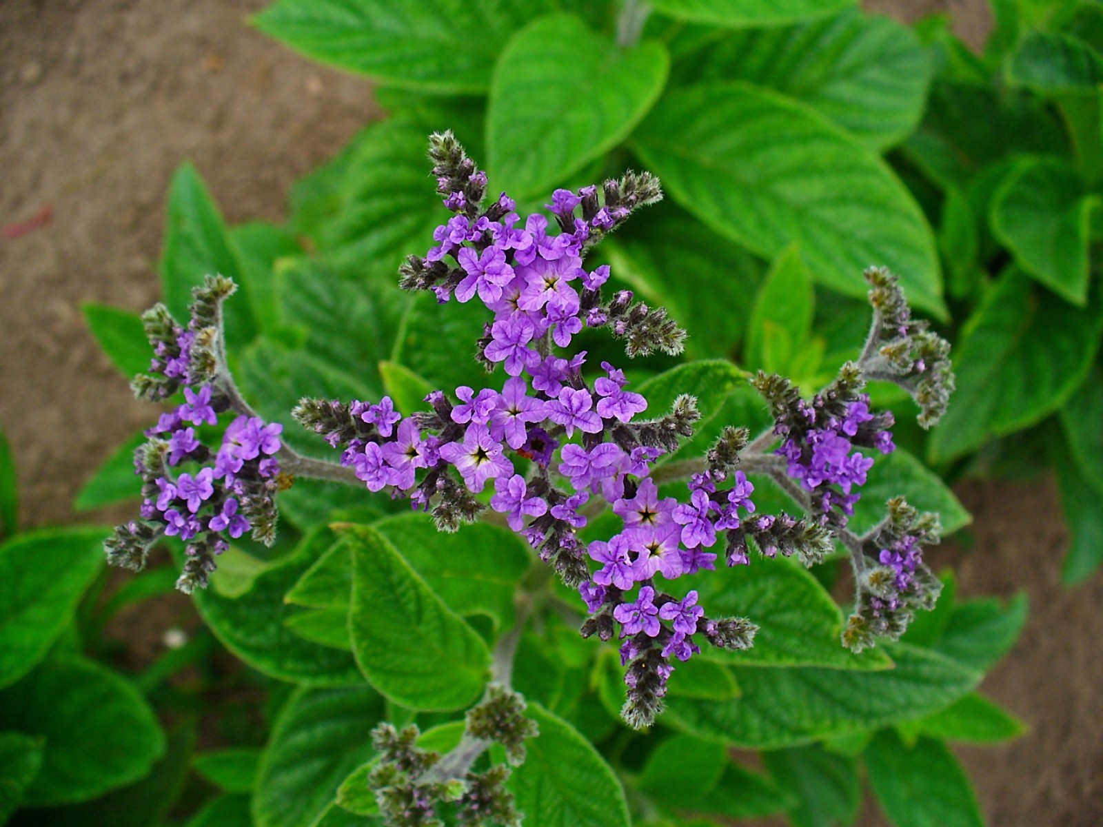 150 Heliotrope Seeds – Heliotropium arborescens – Medicinal and Aromatic