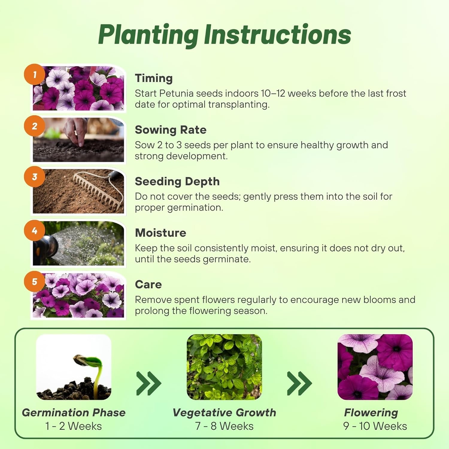 15 Seeds Easy Wave Spreading Petunia Plumb Pudding Flower Seed Mix
