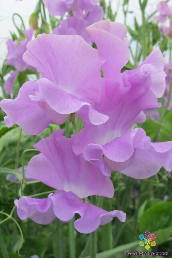 50+ Ethel Grace Sweet Pea Seeds for Garden Planting – USA – FREE SHIPPING!