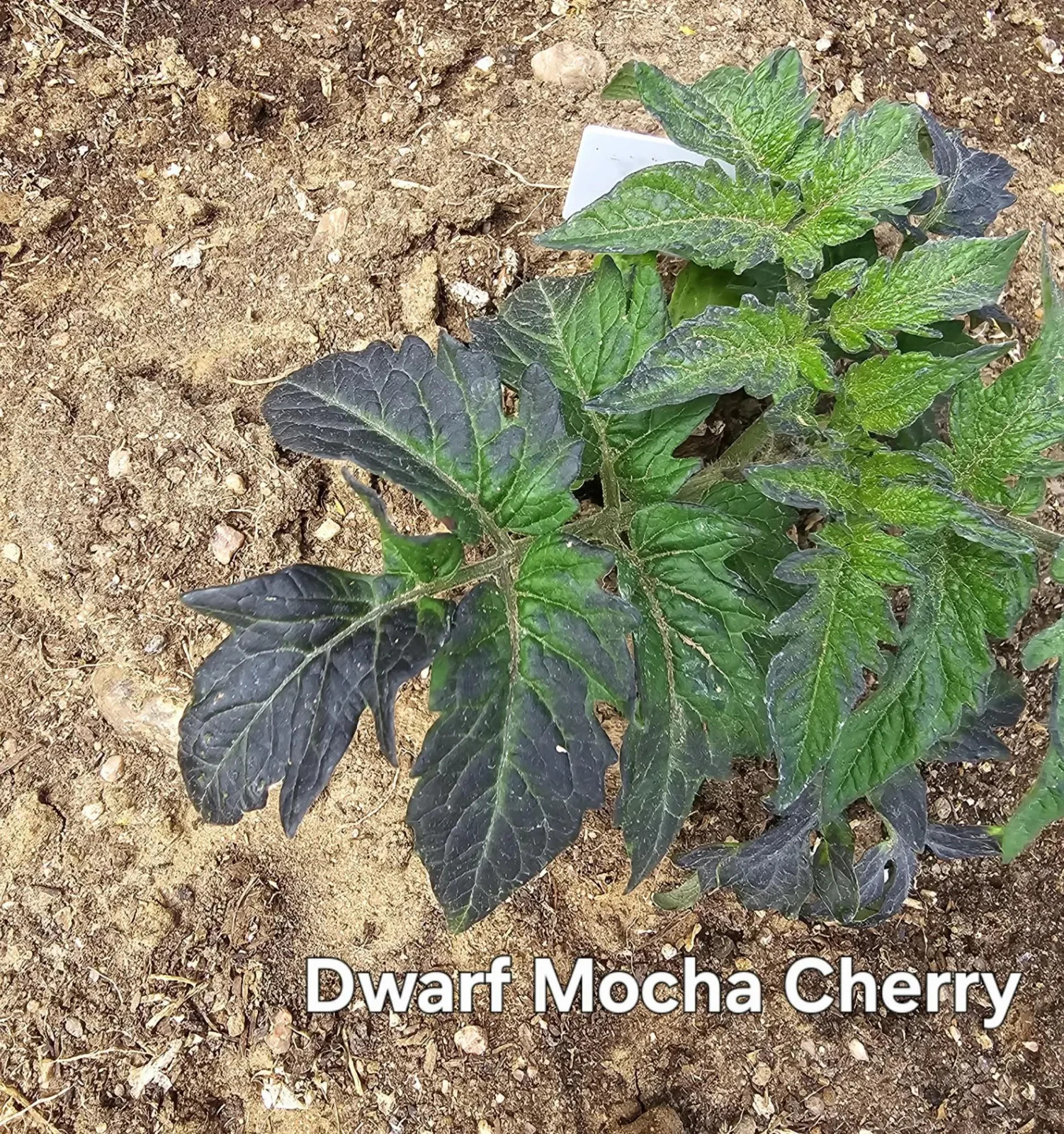 10 seeds Dwarf Mocha’s Cherry Tomato ORGANIC Rare Anthocyanin Variety