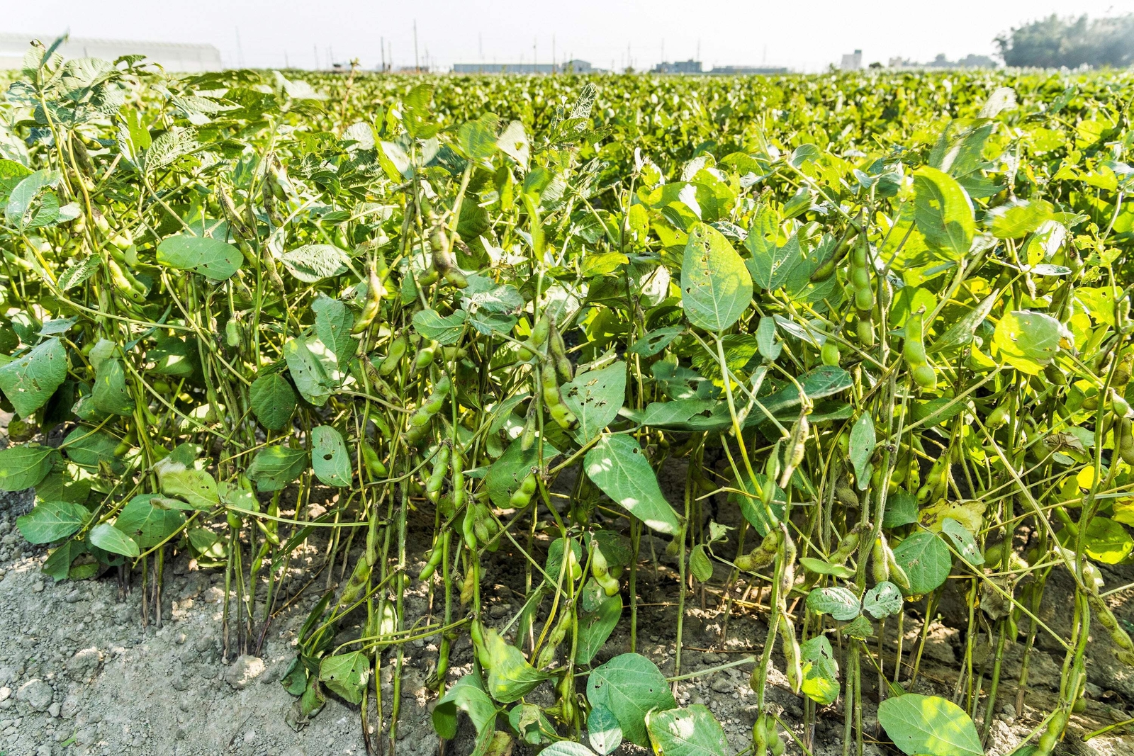50 BLACK BEAN (Black Turtle Bush Bean) Phaseolus Vulgaris Vegetable Seeds