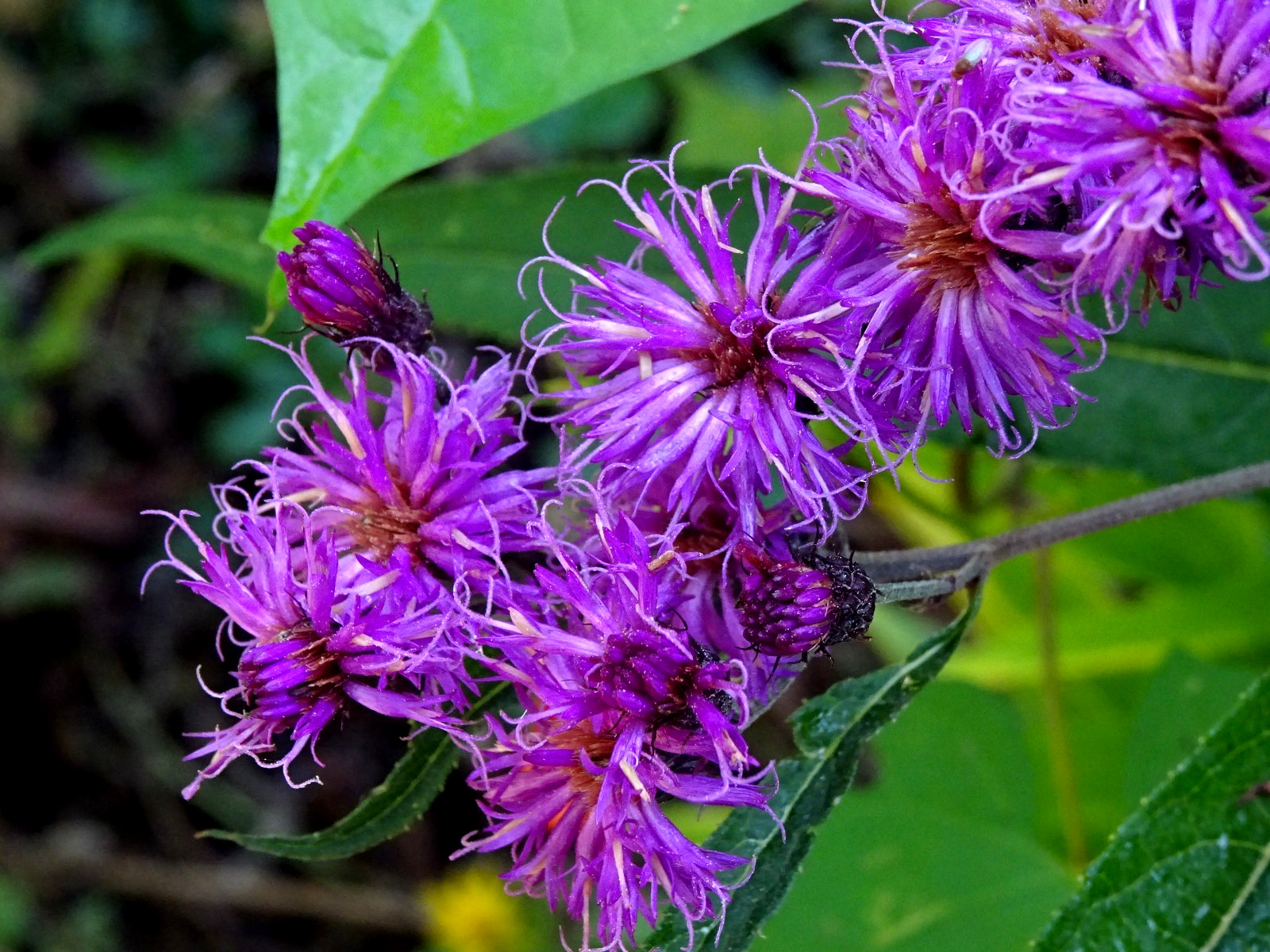 Vernonia noveboracensis New York Ironweed Native Perennial 50 seeds from 2025