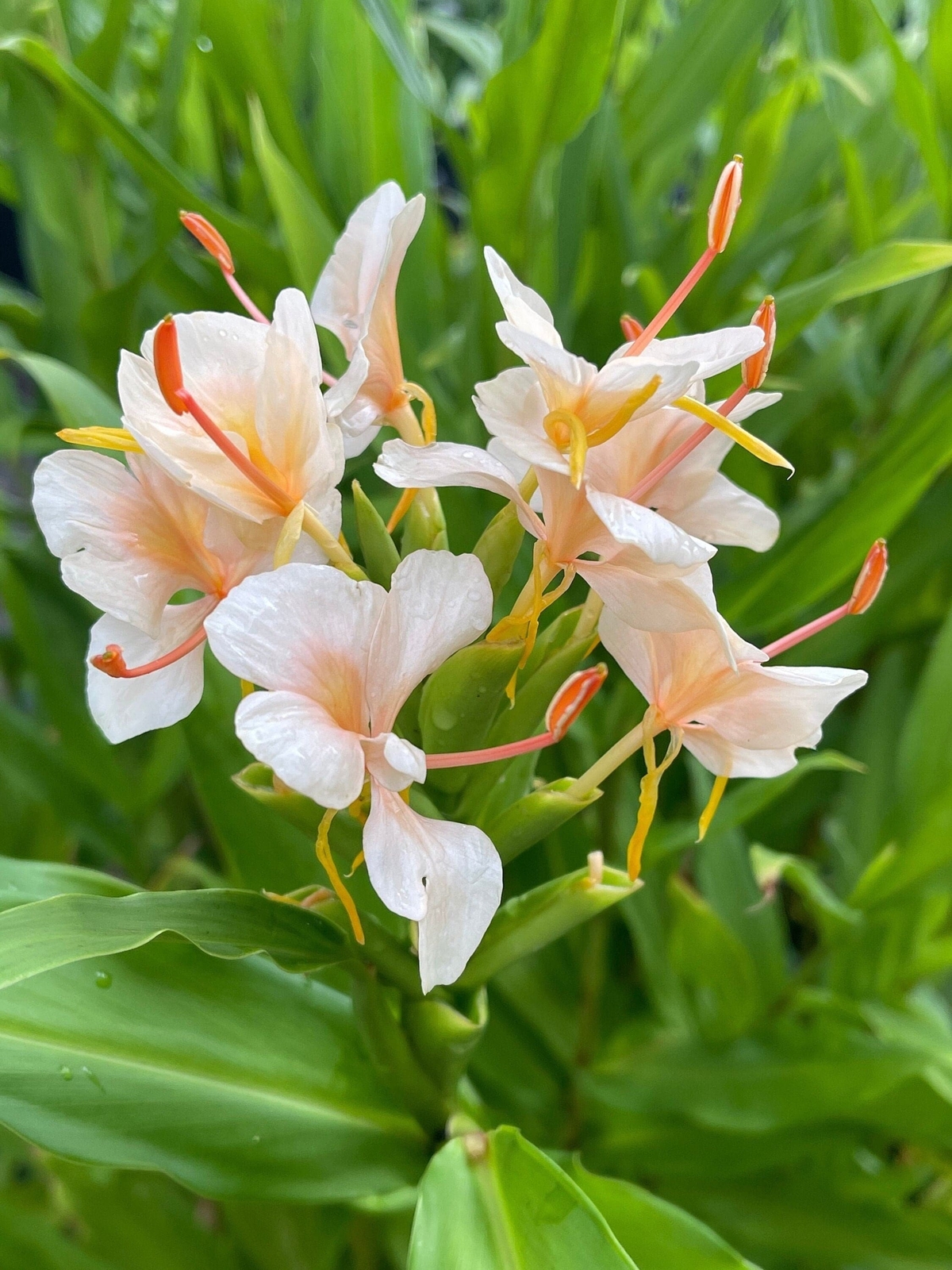 3 – PEACH Hedychium/Butterfly Ginger – Top Size Rhizomes (Not Plant)