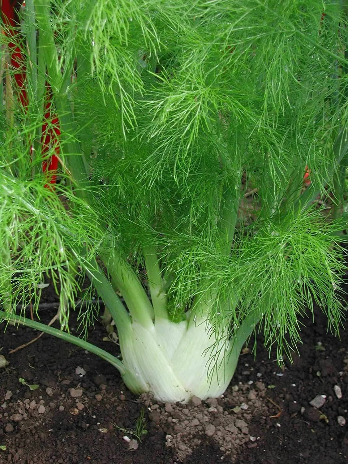 Fennel Seeds, Florence Fennel Seeds, “COOL BEANS N SPROUTS” Brand. Home Gardenin