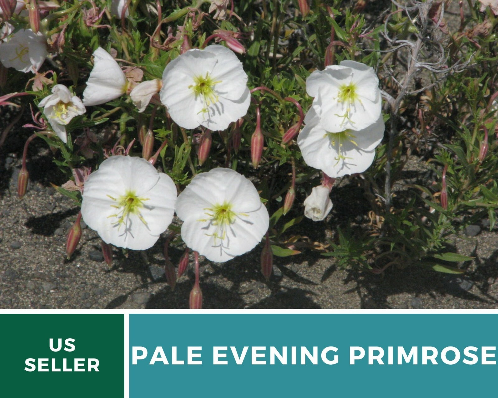 Evening Primrose, Pale – Heirloom Seeds – GMO Free (Oenothera pallida)