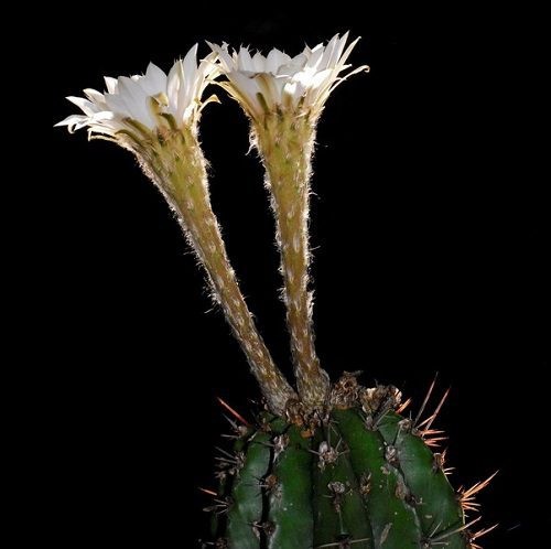Echinopsis Rhodotricha 5 Seeds Free Shipping!