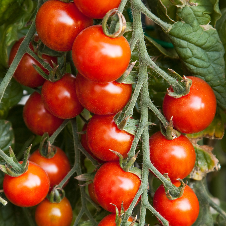 Small Red Cherry Tomato Seeds, NON-GMO, Variety Sizes, Garden Salad, FREE SHIP
