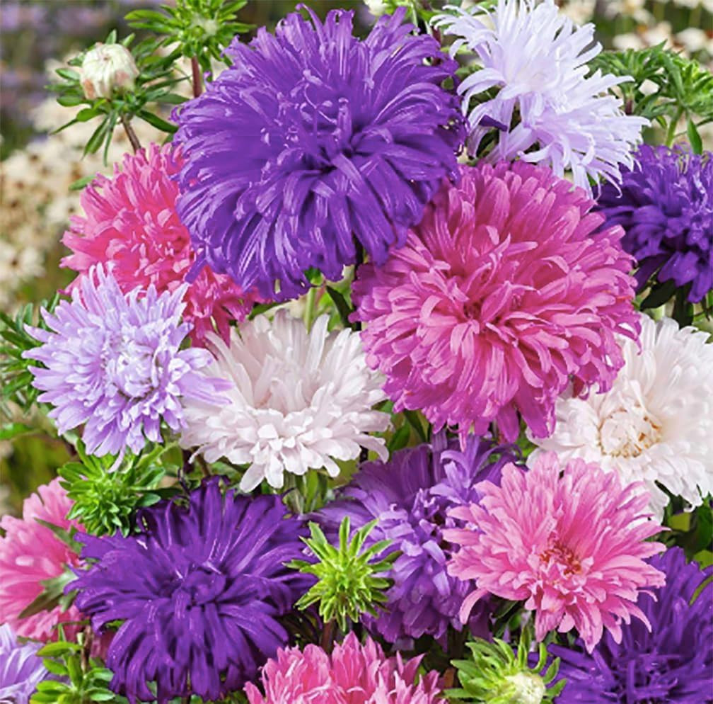 China Asters Seeds – Mixed Single Asters