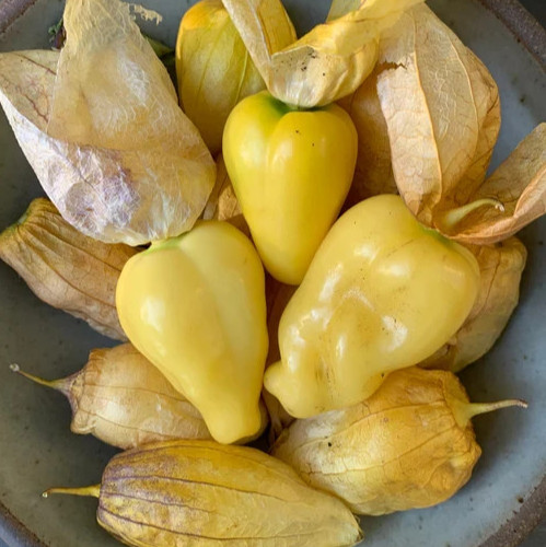 Queen Of Malinalco Tomatillo 25 Seeds | Heirloom | Organic