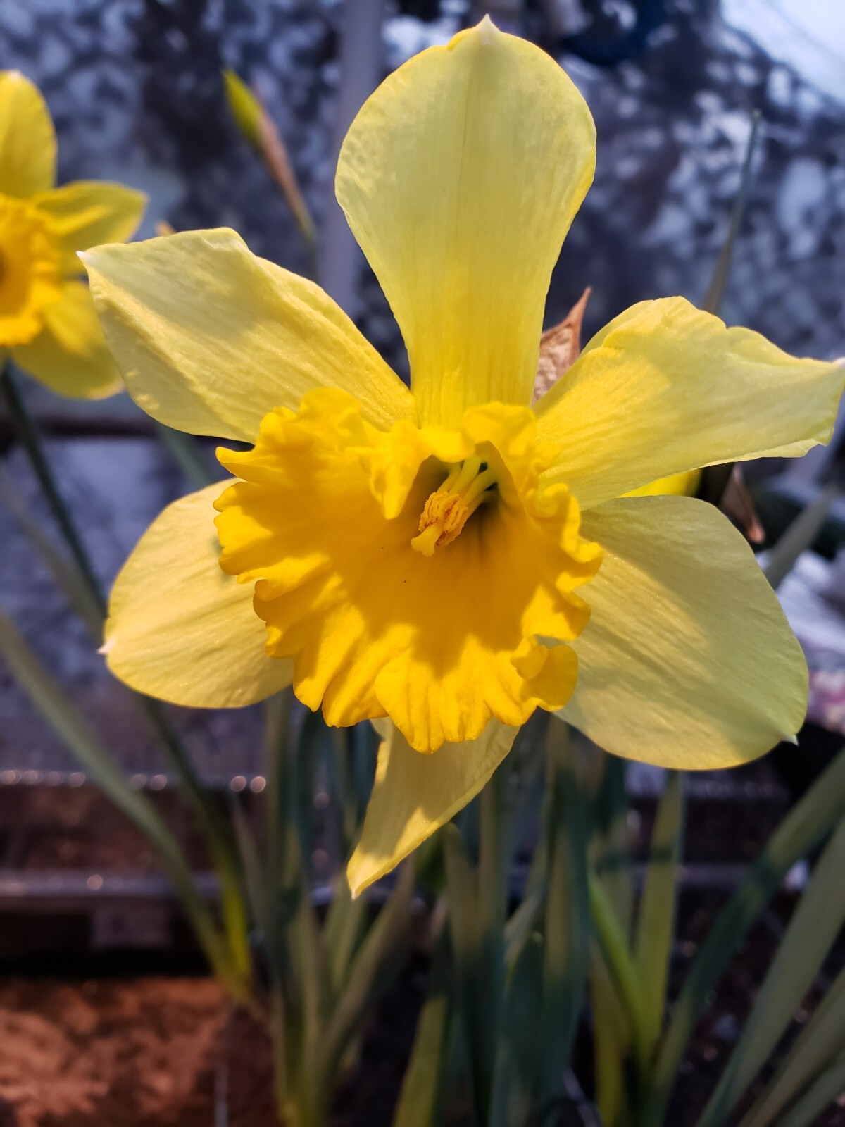 Daffodil Paperwhite / Various Live Bulbs Large Single Bloom Flower Set of 10
