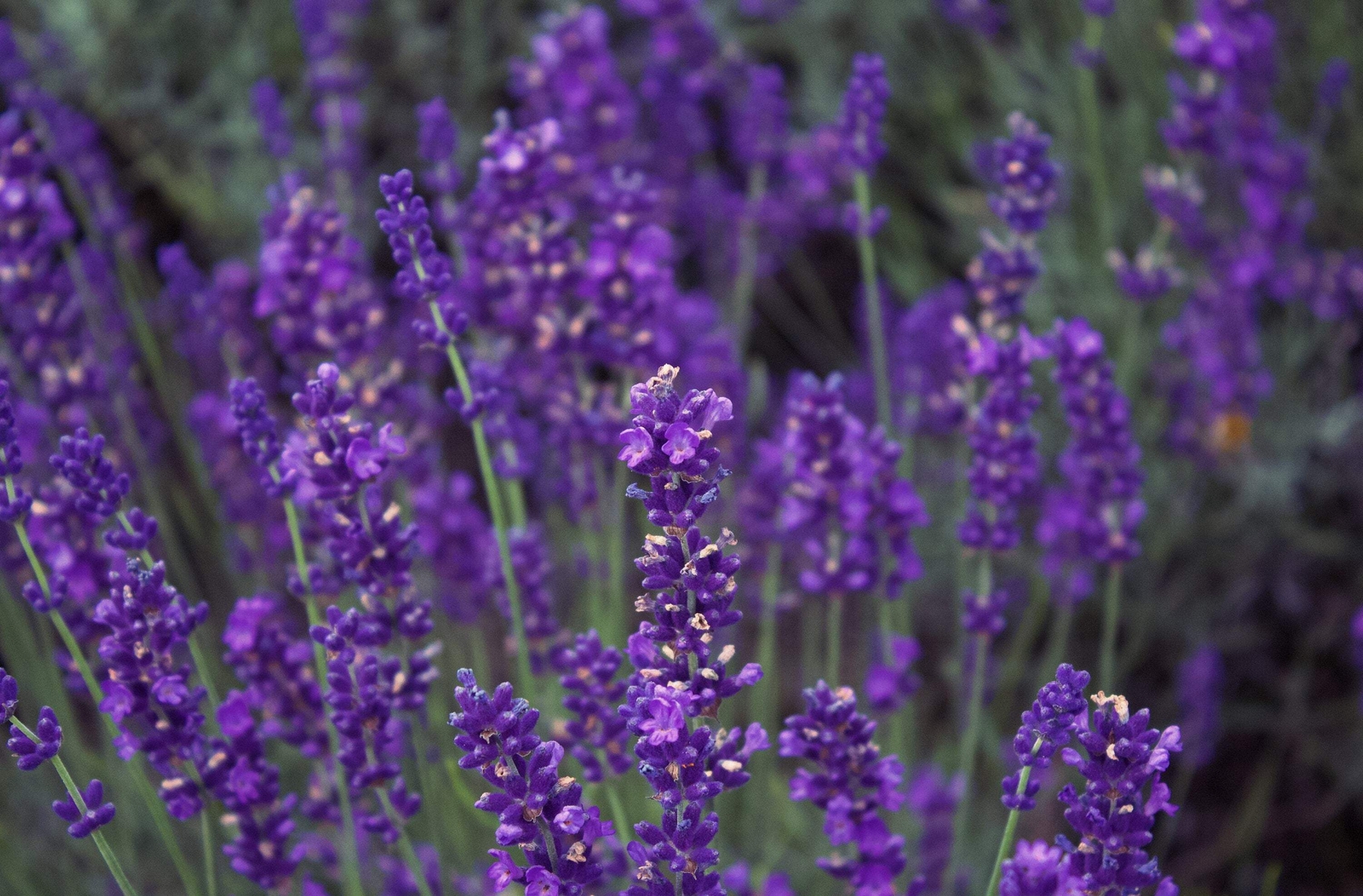 300 ITALIAN LAVENDER Lavandula Angustifolia Blue Purple Flower Herb Seeds