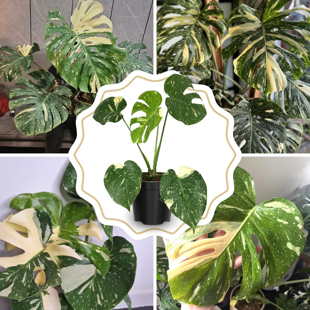Thai Constellation Monstera Live Plant 4-6 Inches Tall Healthy Rooted Variegated
