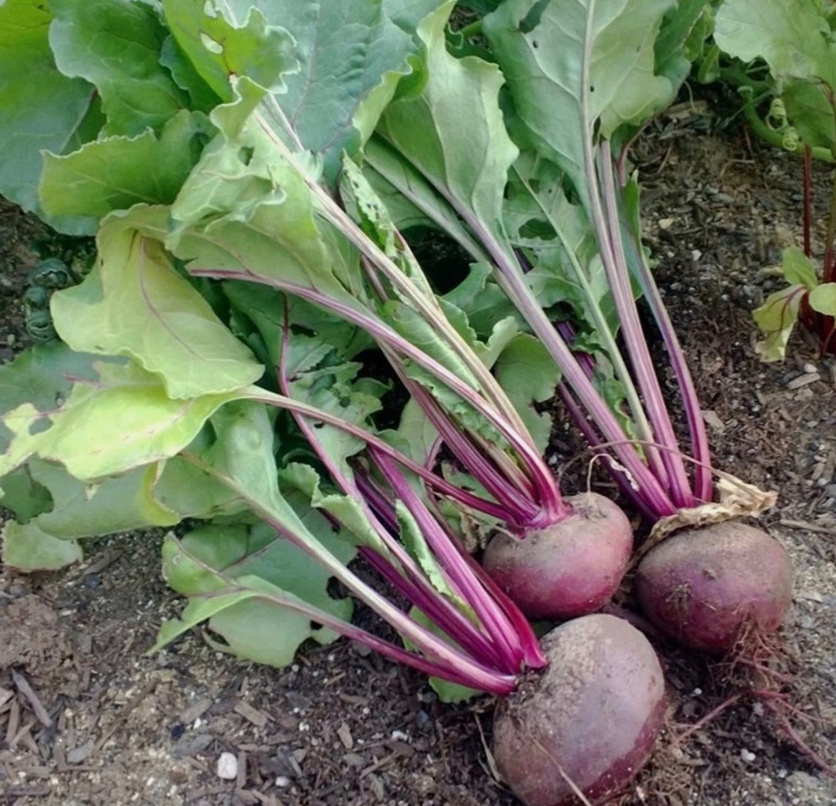 Detroit Dark Red Beet Seeds 🫜Organic/NON-GMO Heat tolerant, Fresh 2026 🇺🇸