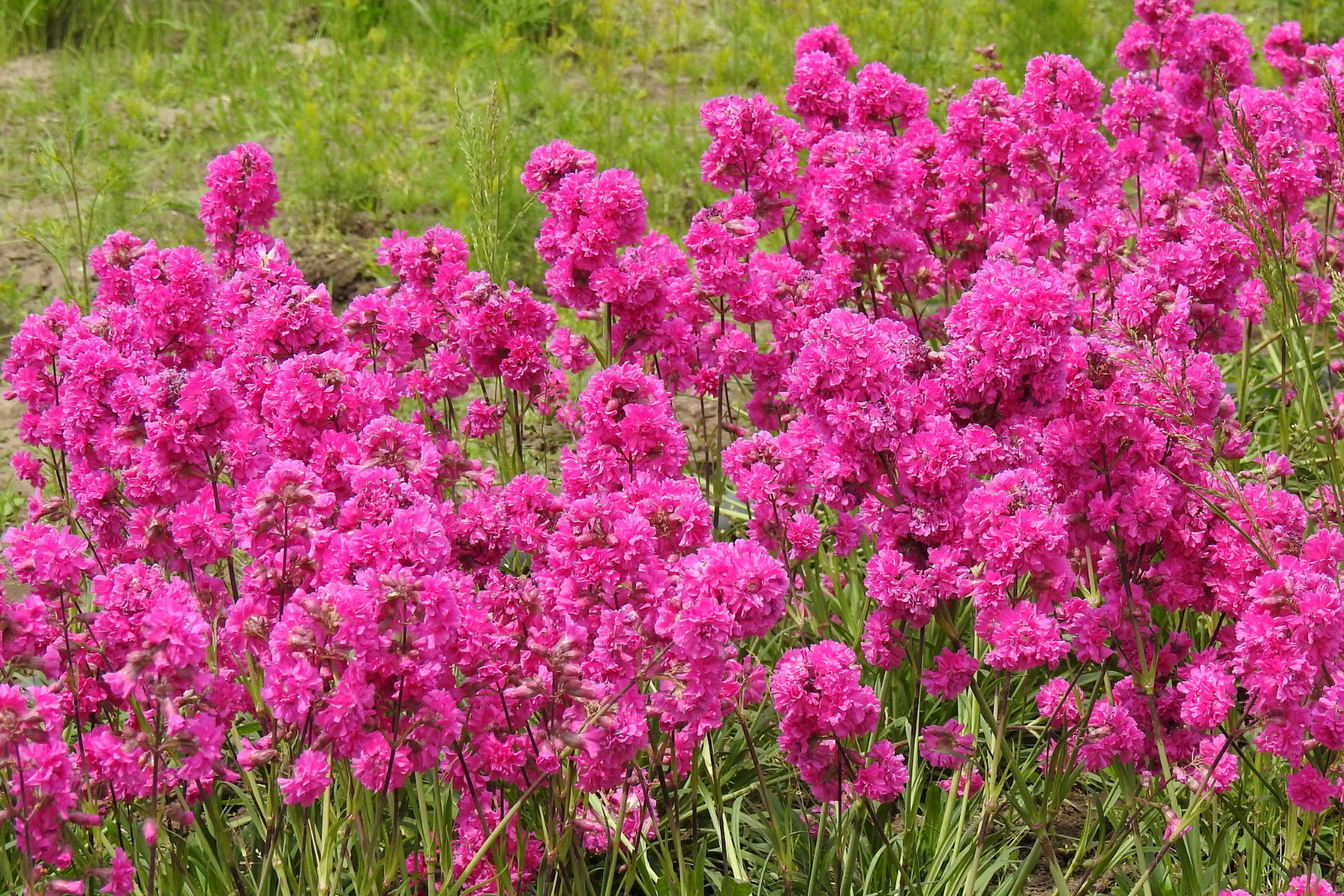 Lychnis viscaria – Sticky Catchfly seed