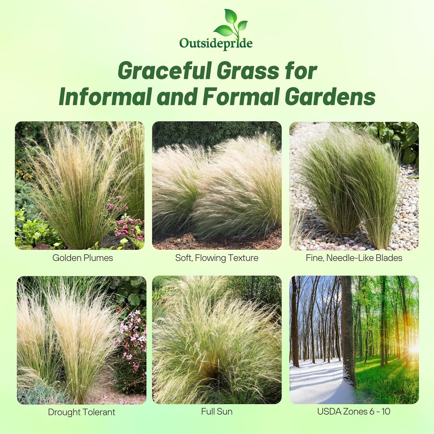 1000 Seeds Stipa Tenuissima Mexican Feather Drought Tolerant Ornamental