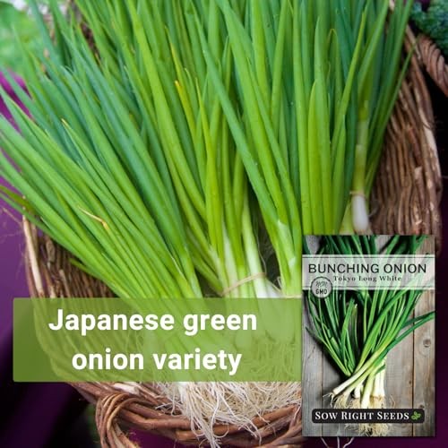 – Tokyo Long White Bunching Onion Seeds for Planting – Perfect for Planting 4