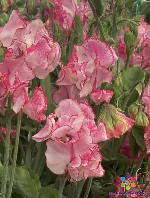 50+ Marie’s Melody Semi-Dwarf Sweet Pea Seeds for Garden – USA – FREE SHIPPING!