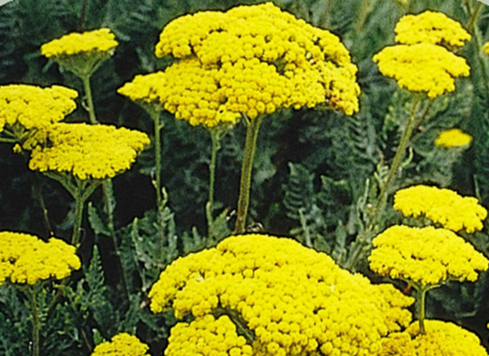 GoldenYarrow Yellow FernLeaf Achillea Filipendulina 300Seeds~BotanicalGardenClub